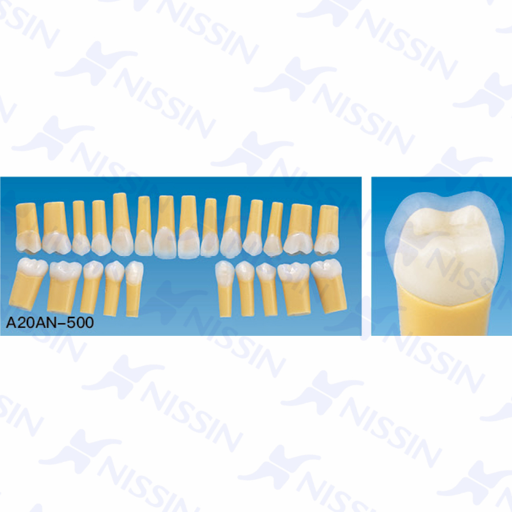 天然牙硬度復(fù)合樹(shù)脂牙