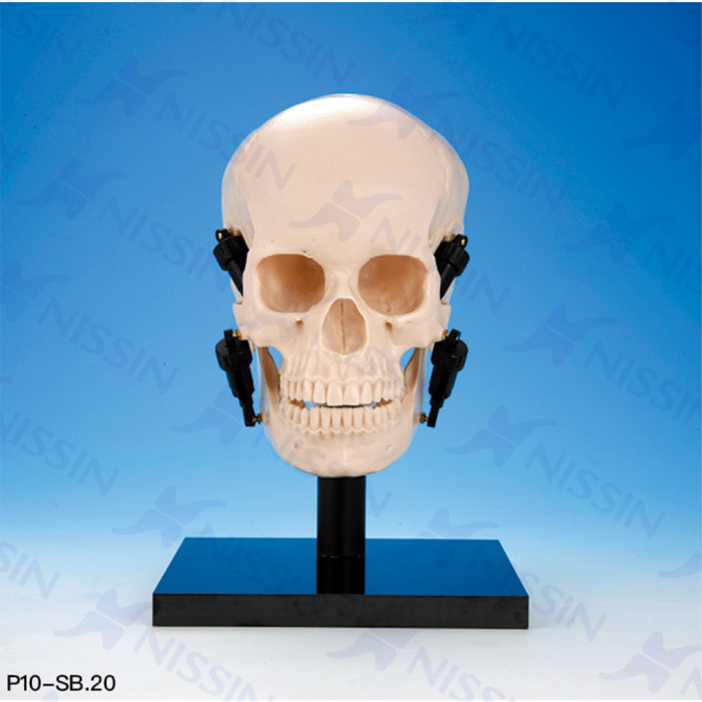 牙合學頭蓋骨模型