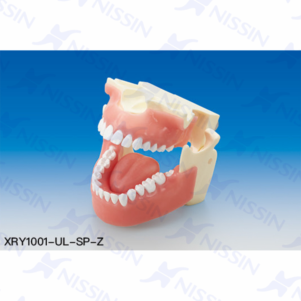 口腔X線攝片訓(xùn)練模型（成人）